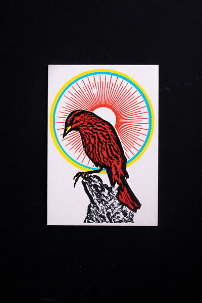 Sunbird - postcard - originální pohlednice medium